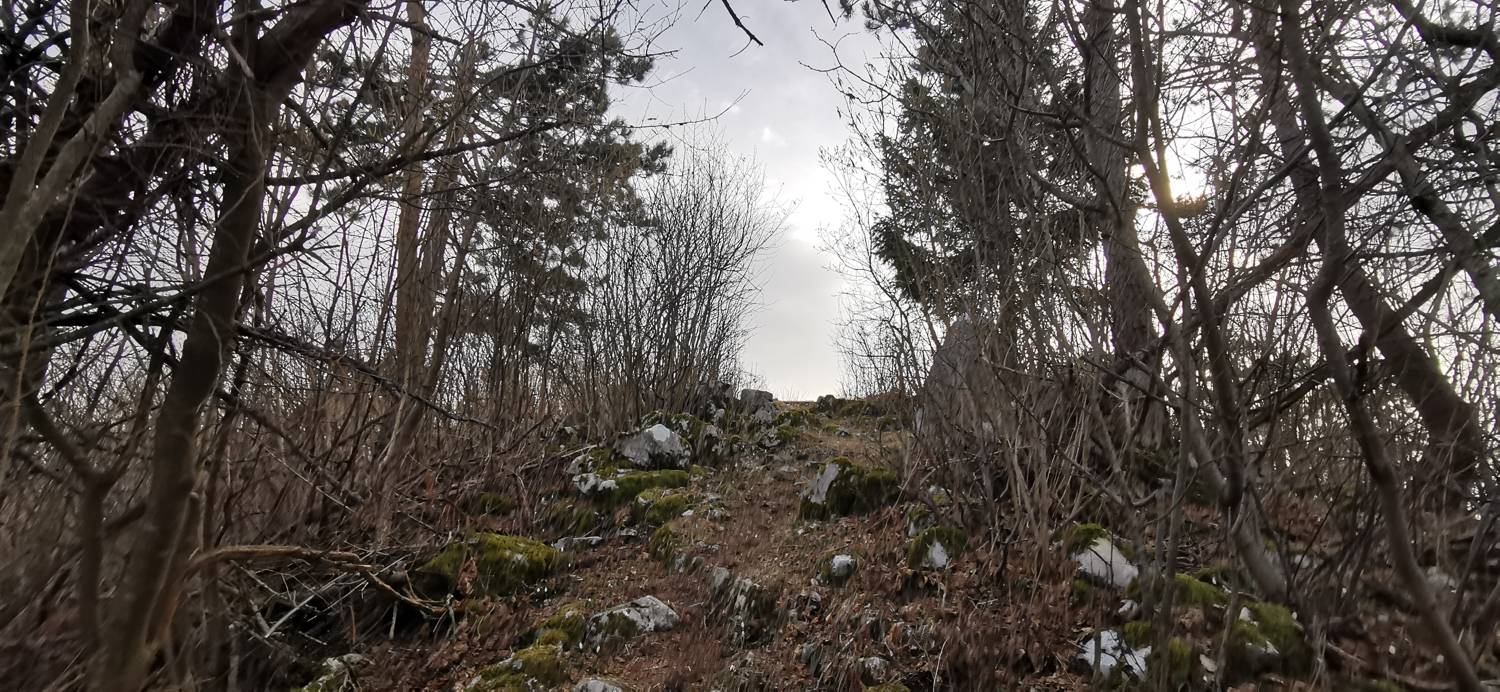 Cvetrež - Lašček slika 30