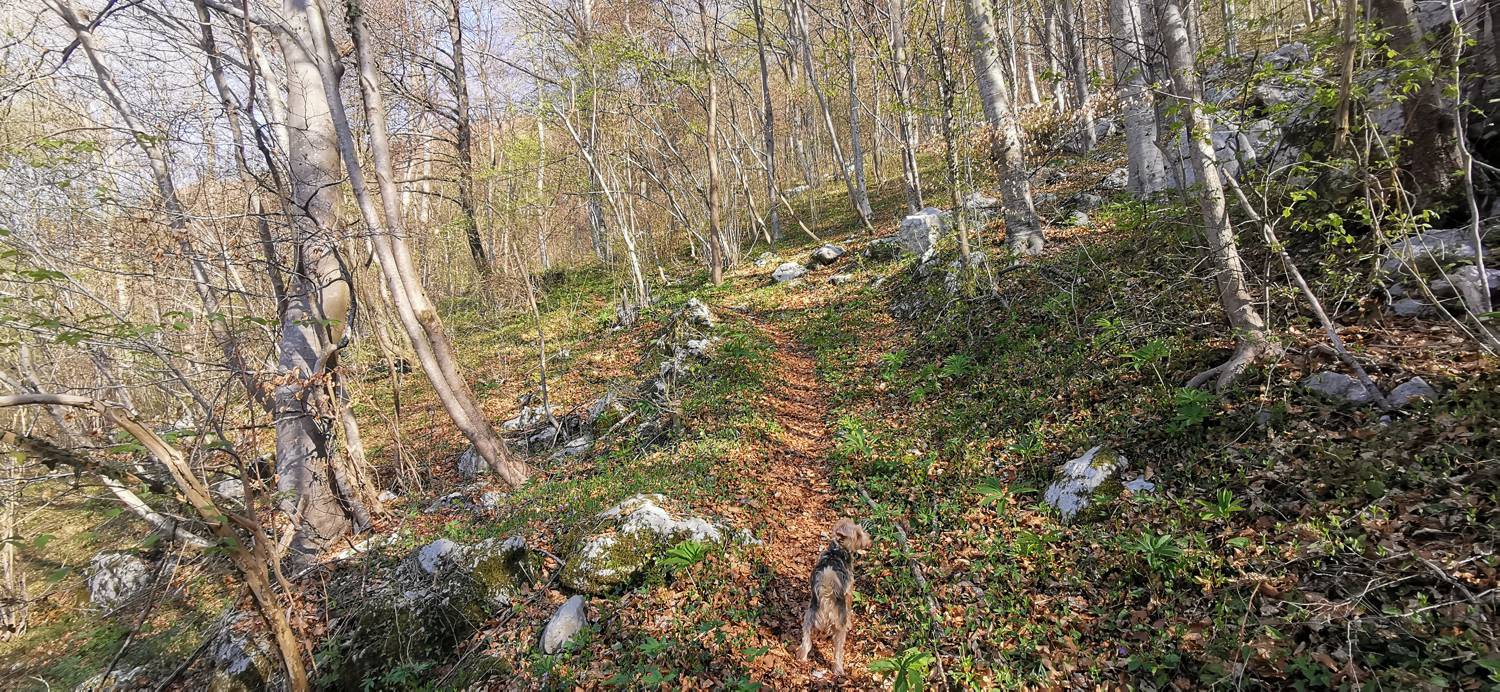 Gabrje - Planina Pretovč slika 12