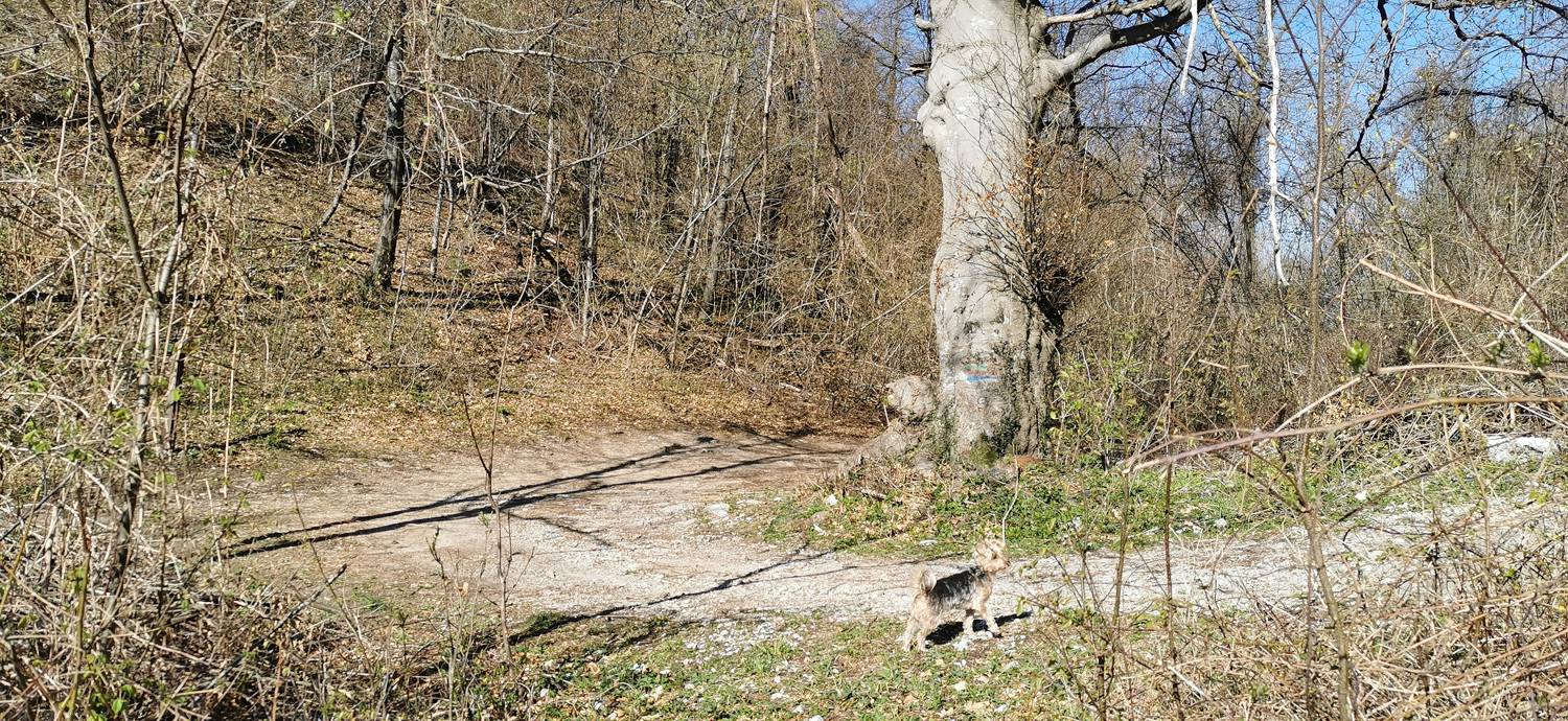 Gabrje - Planina Pretovč slika 21