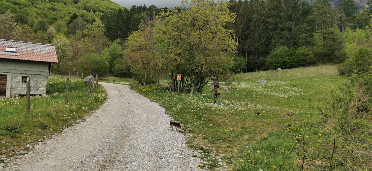Drežniške Ravne - Planina Zaprikraj slika 4