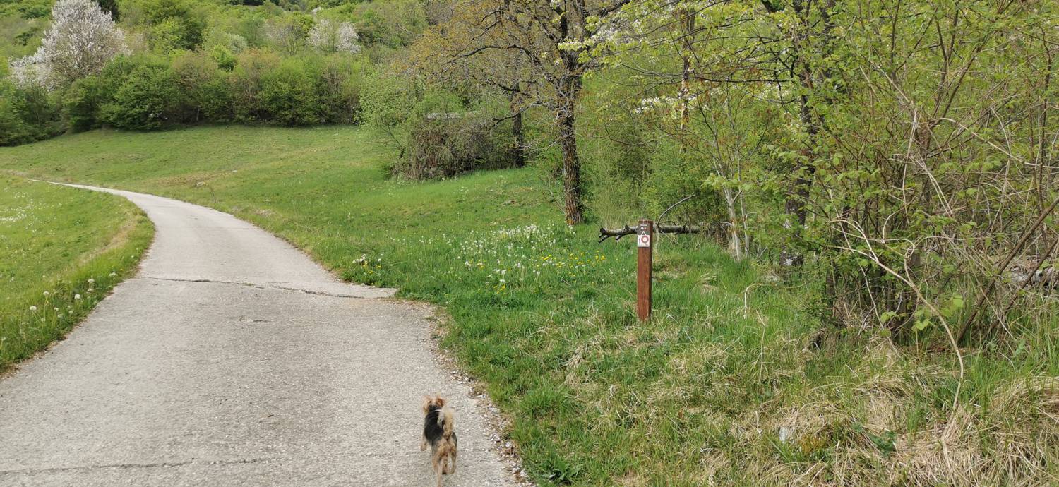 Drežniške Ravne - Planina Zaprikraj slika 5