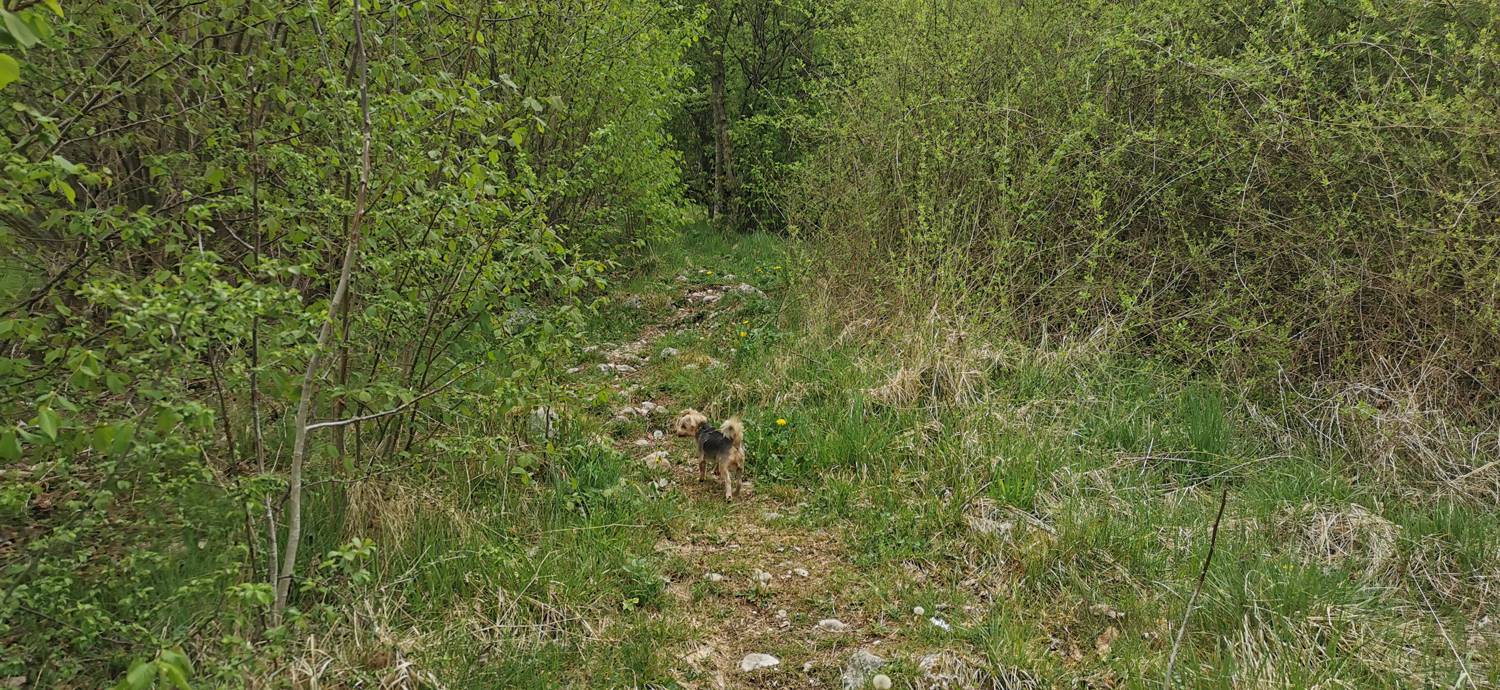 Drežniške Ravne - Planina Zaprikraj slika 6