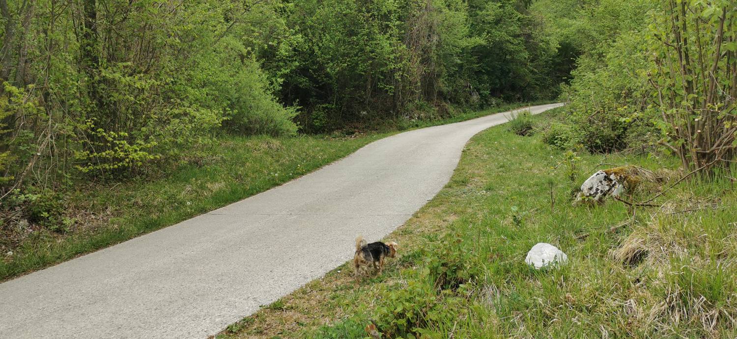 Drežniške Ravne - Planina Zaprikraj slika 8