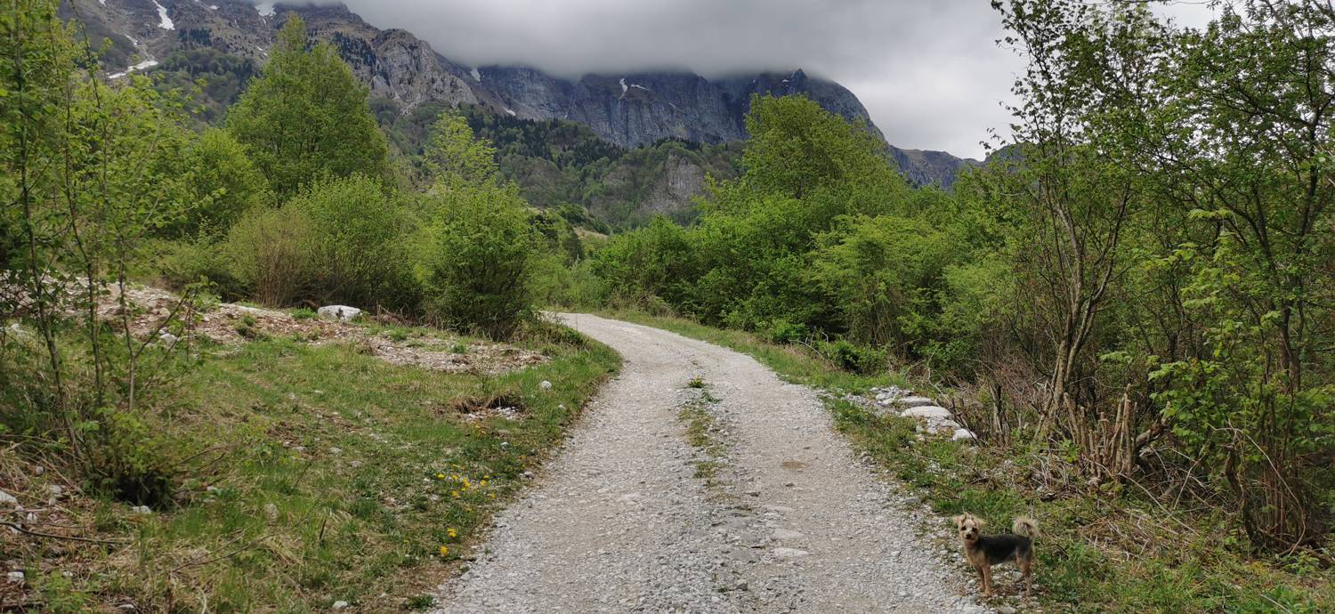 Drežniške Ravne - Planina Zaprikraj slika 10
