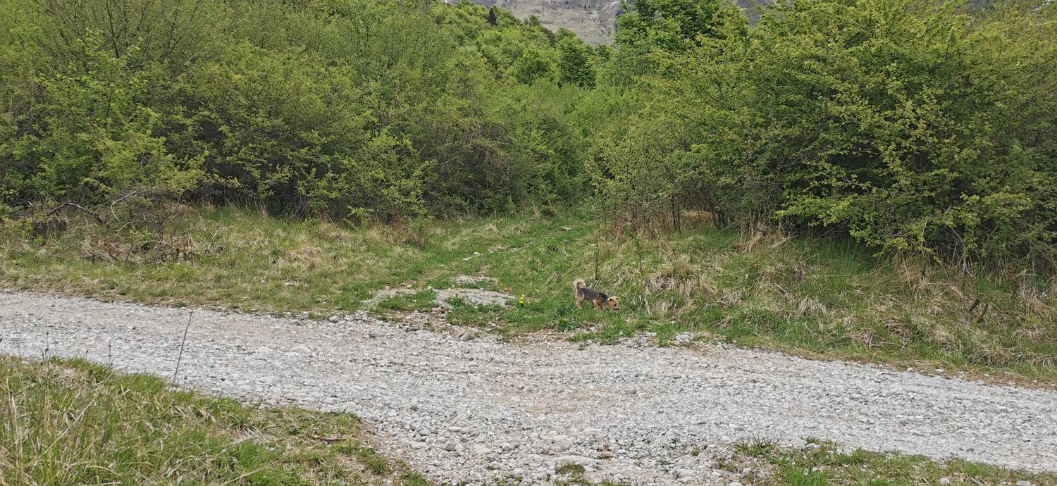 Drežniške Ravne - Planina Zaprikraj slika 12