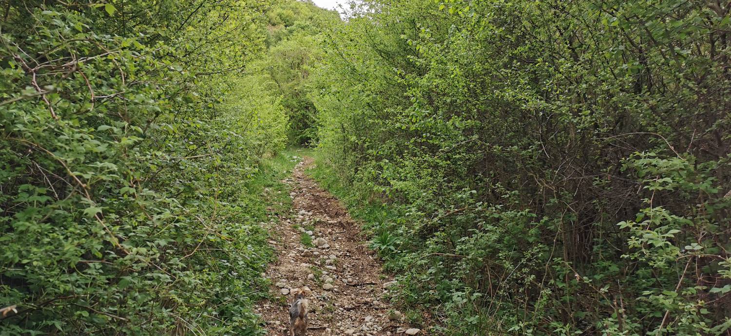 Drežniške Ravne - Planina Zaprikraj slika 13