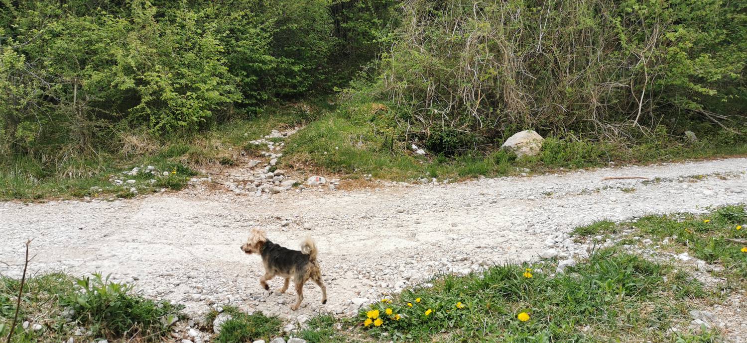 Drežniške Ravne - Planina Zaprikraj slika 14