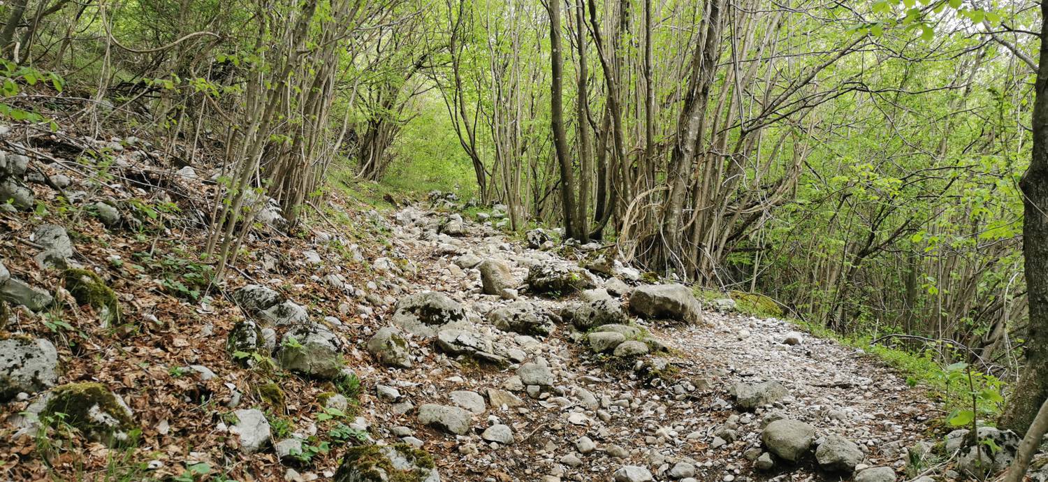 Drežniške Ravne - Planina Zaprikraj slika 16