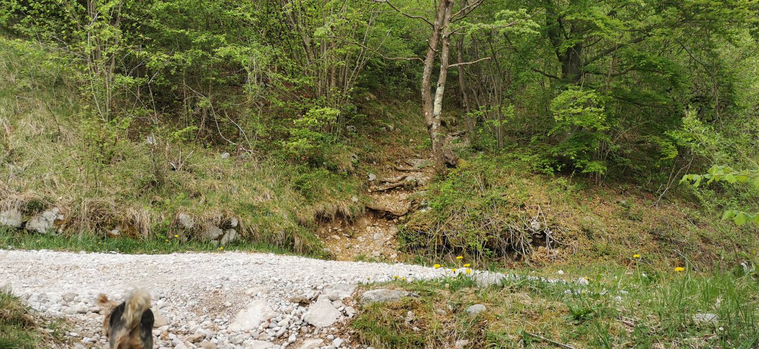 Drežniške Ravne - Planina Zaprikraj slika 17