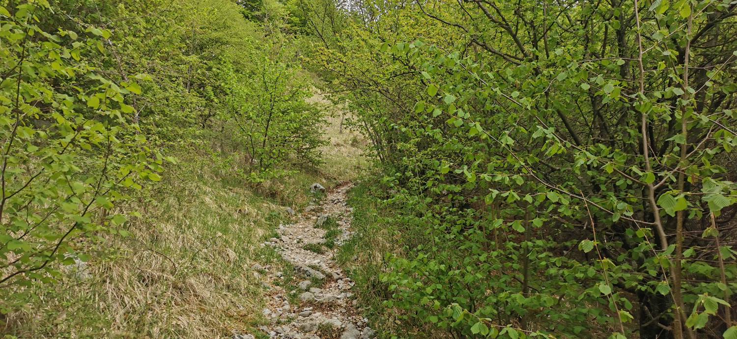 Drežniške Ravne - Planina Zaprikraj slika 18