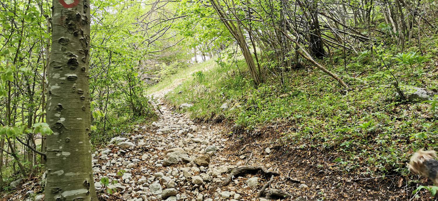 Drežniške Ravne - Planina Zaprikraj slika 19