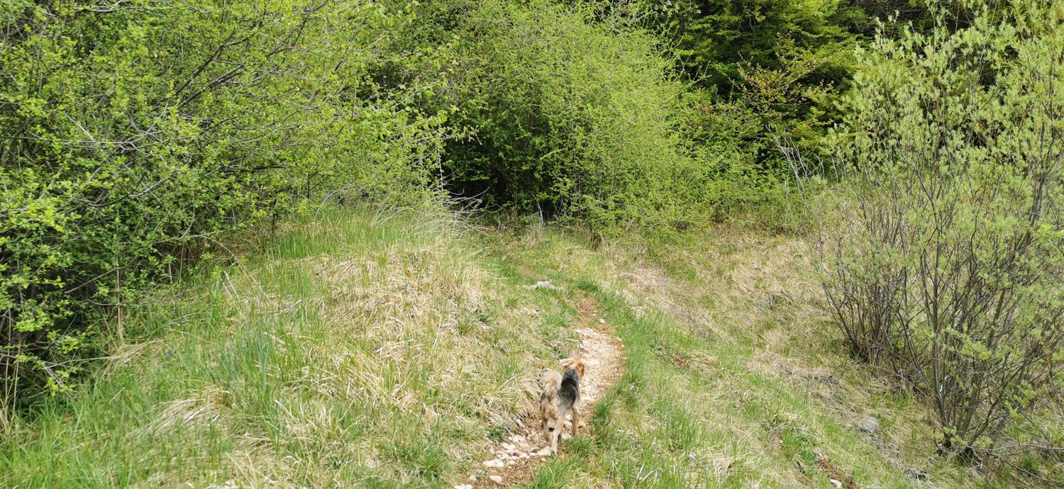 Drežniške Ravne - Planina Zaprikraj slika 22