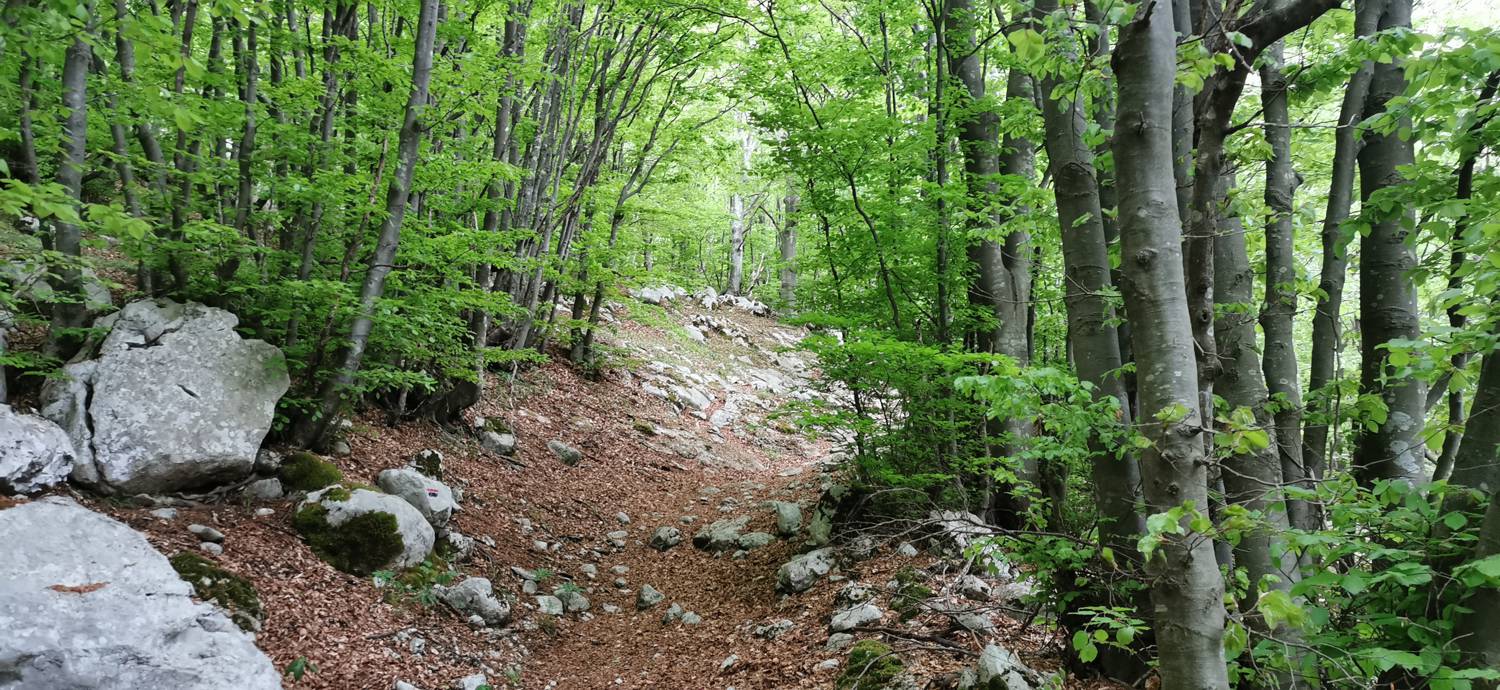 Drežniške Ravne - Planina Zaprikraj slika 23