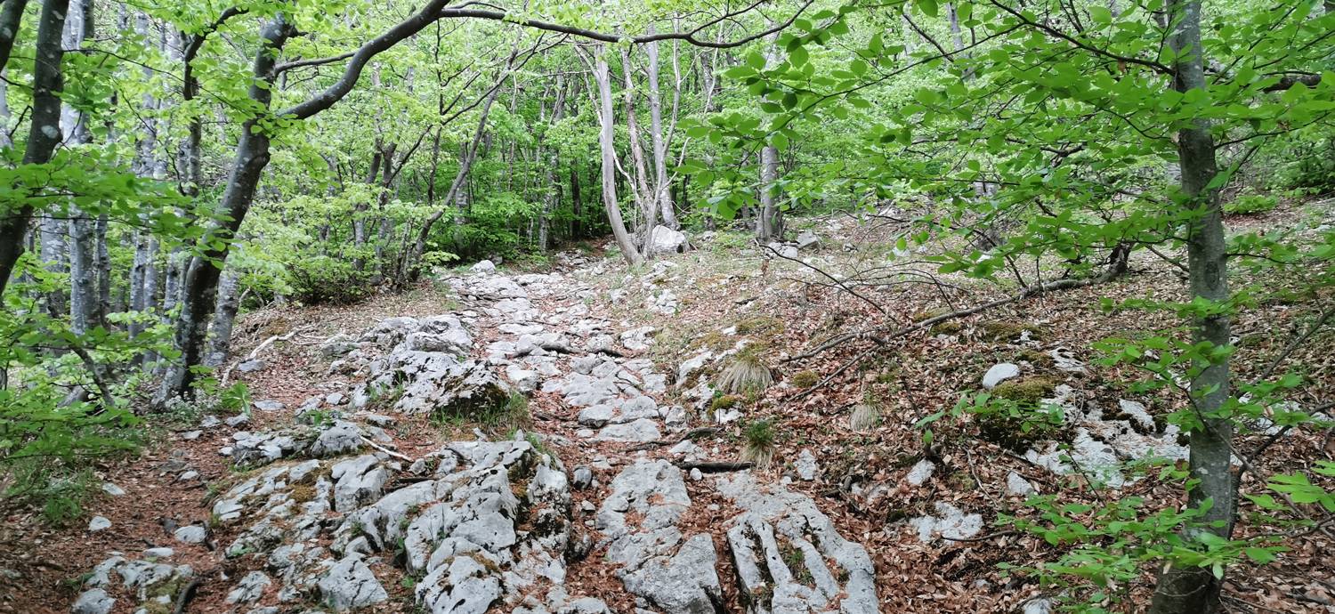 Drežniške Ravne - Planina Zaprikraj slika 25