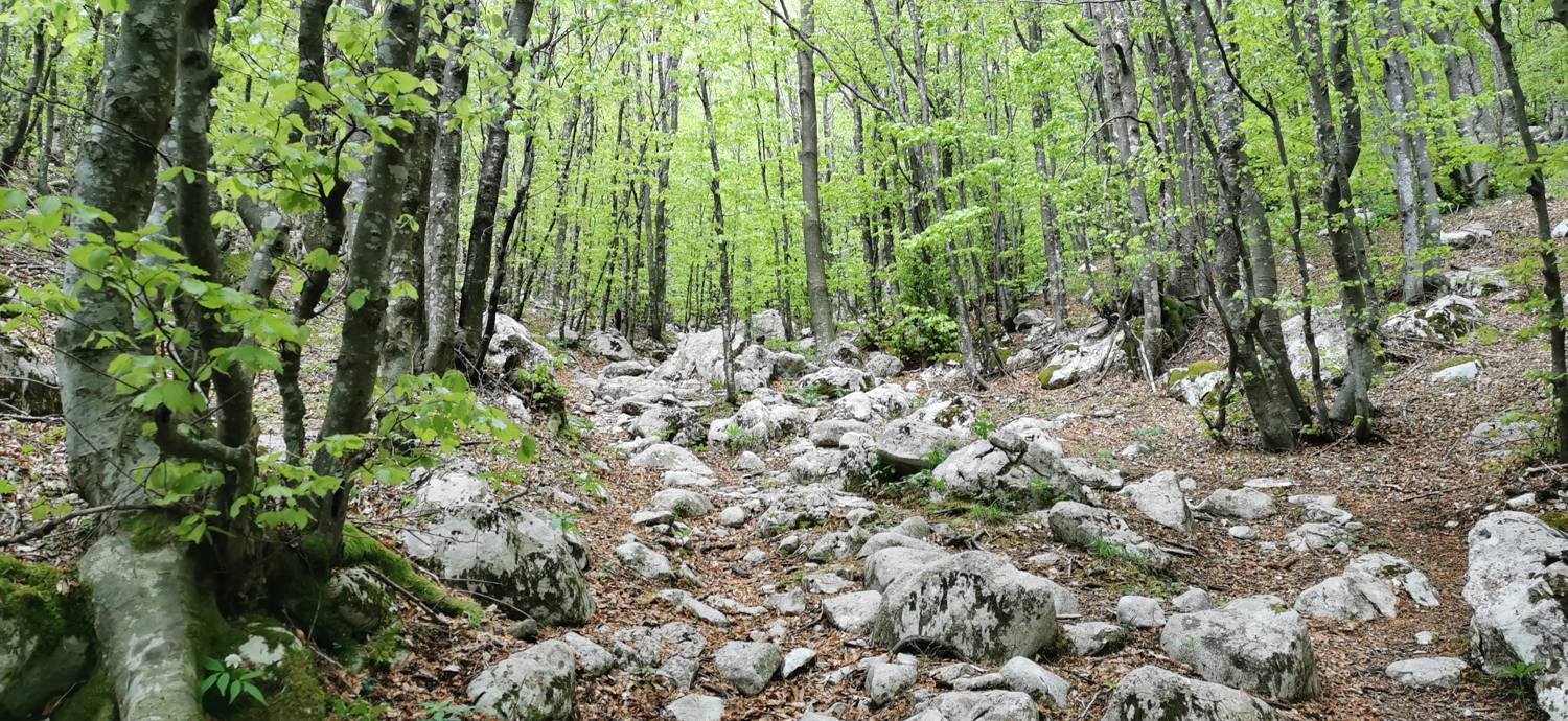 Drežniške Ravne - Planina Zaprikraj slika 27