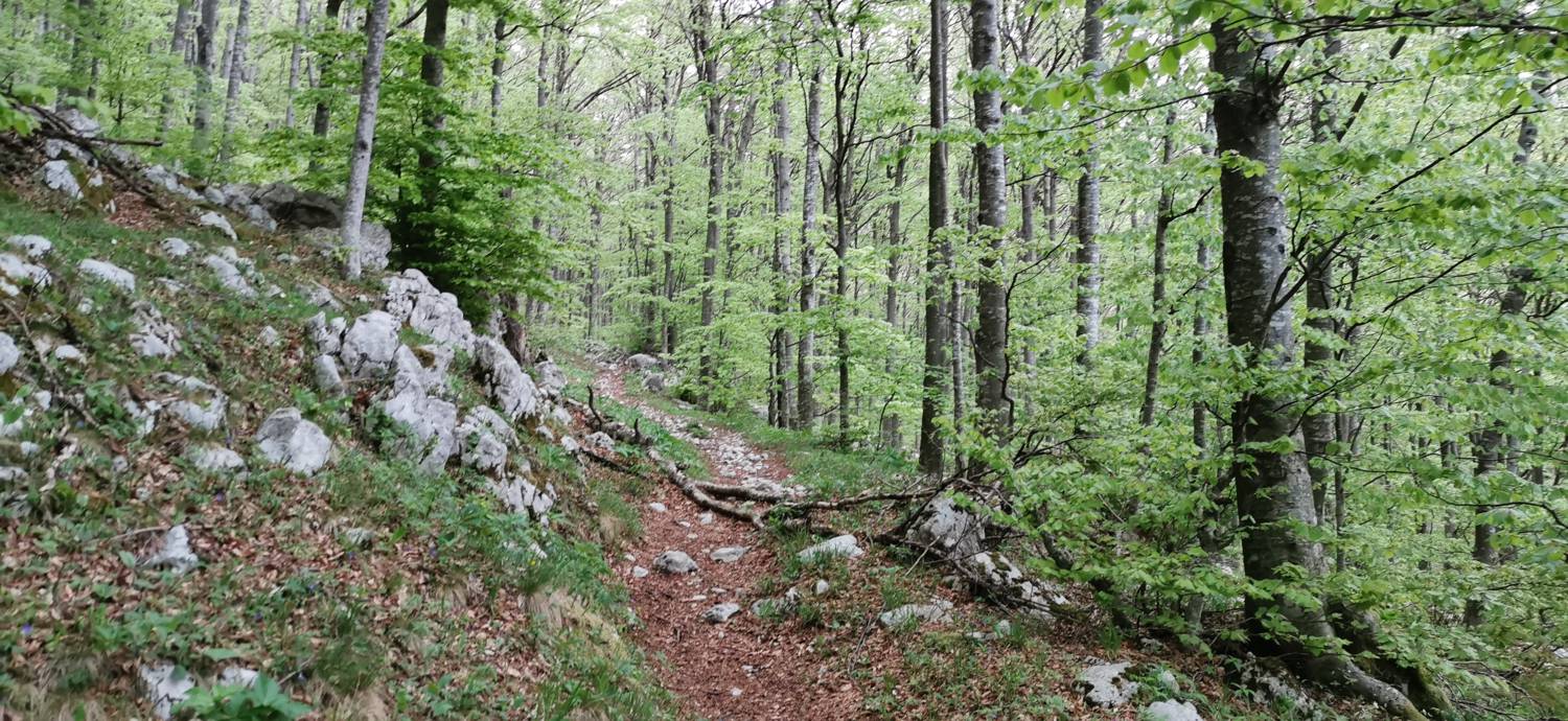 Drežniške Ravne - Planina Zaprikraj slika 28