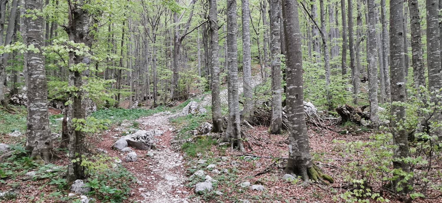 Drežniške Ravne - Planina Zaprikraj slika 29