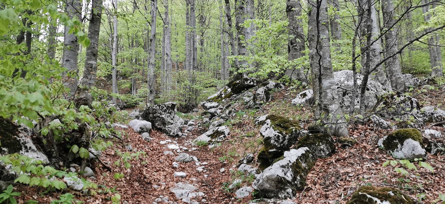 Drežniške Ravne - Planina Zaprikraj slika 30