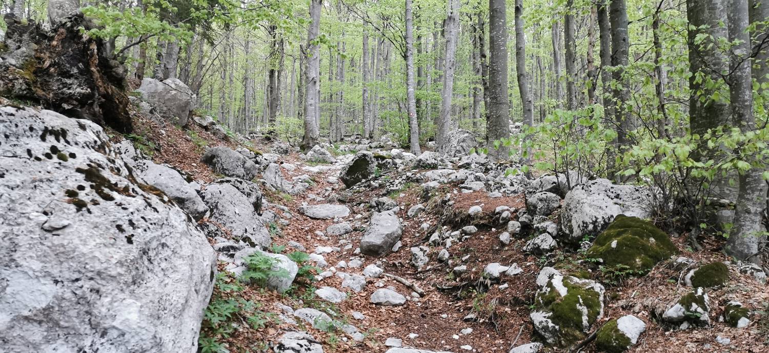 Drežniške Ravne - Planina Zaprikraj slika 31