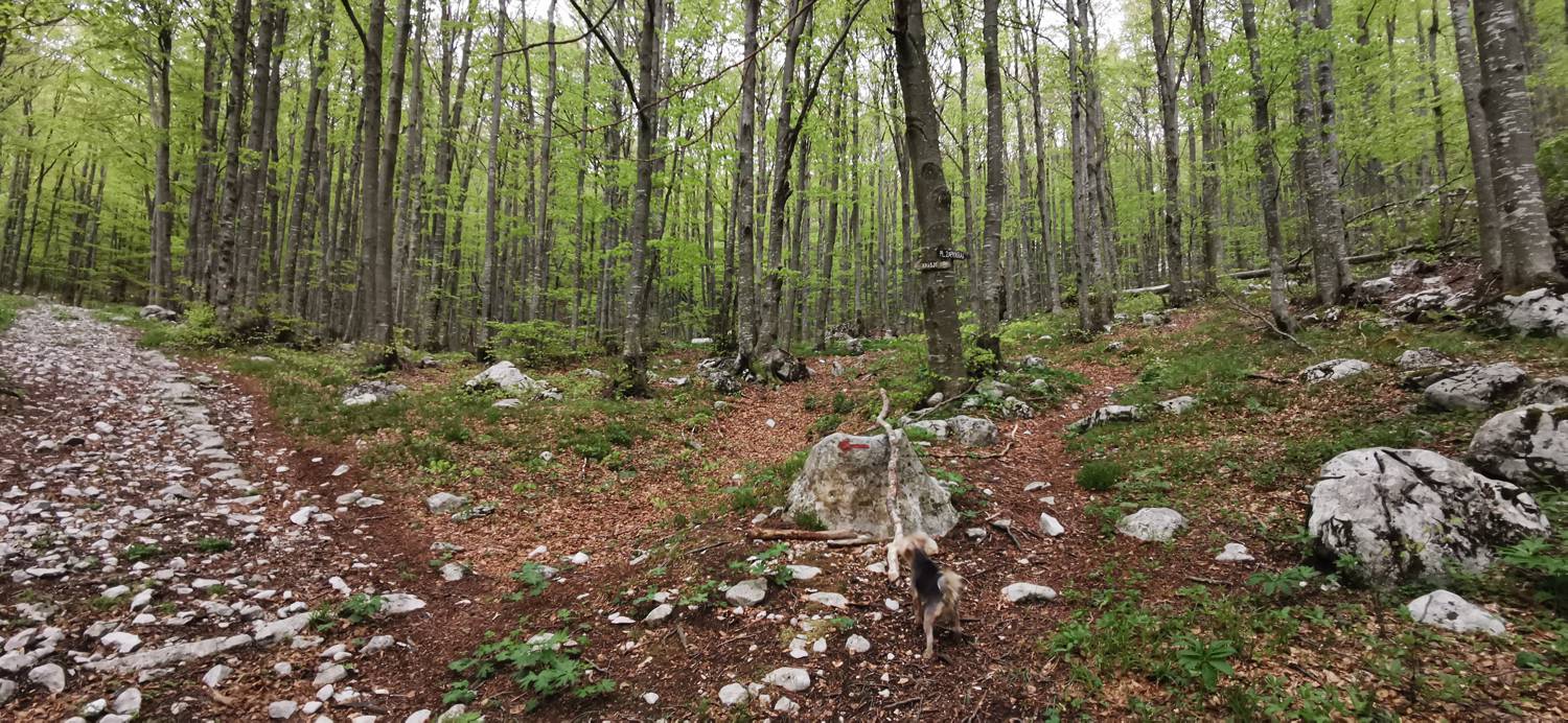 Drežniške Ravne - Planina Zaprikraj slika 32