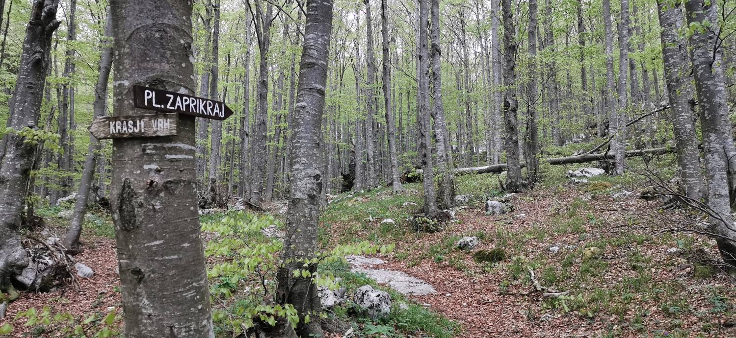 Drežniške Ravne - Planina Zaprikraj slika 33