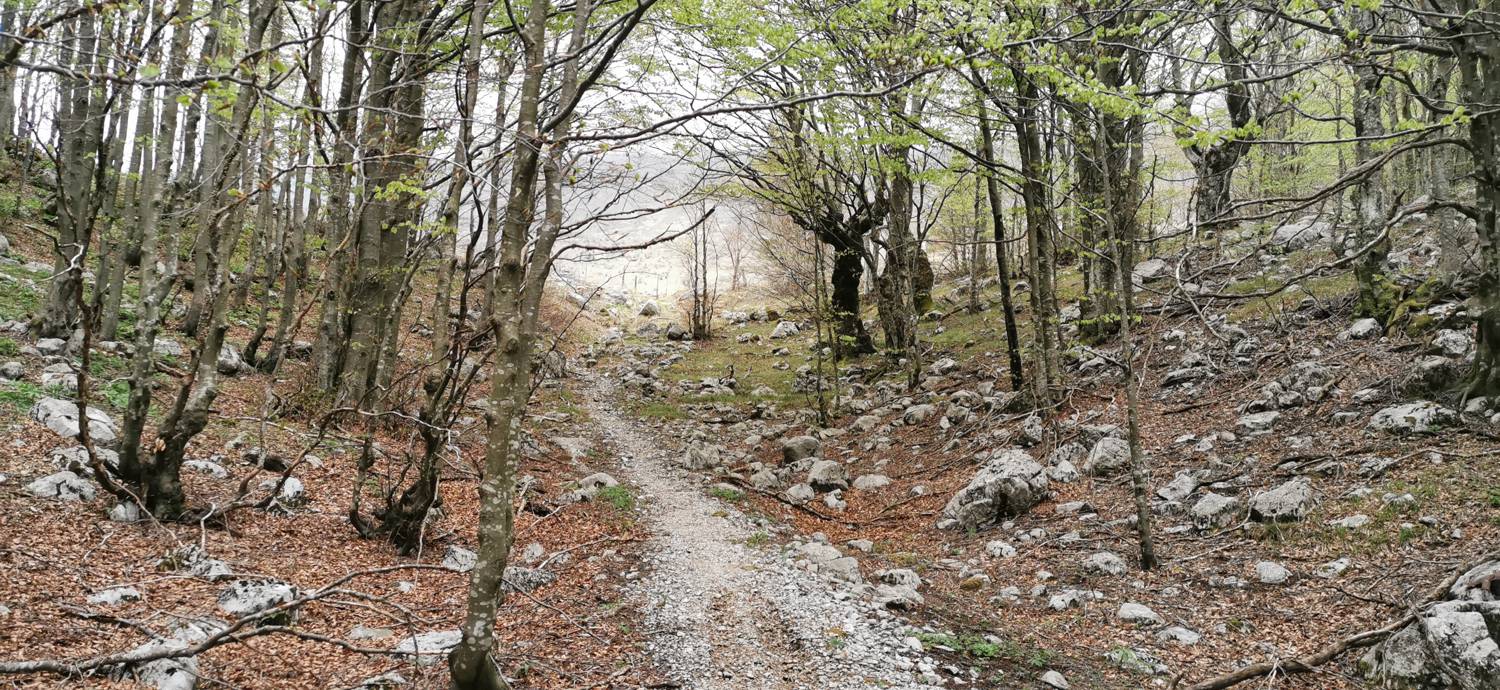Drežniške Ravne - Planina Zaprikraj slika 34