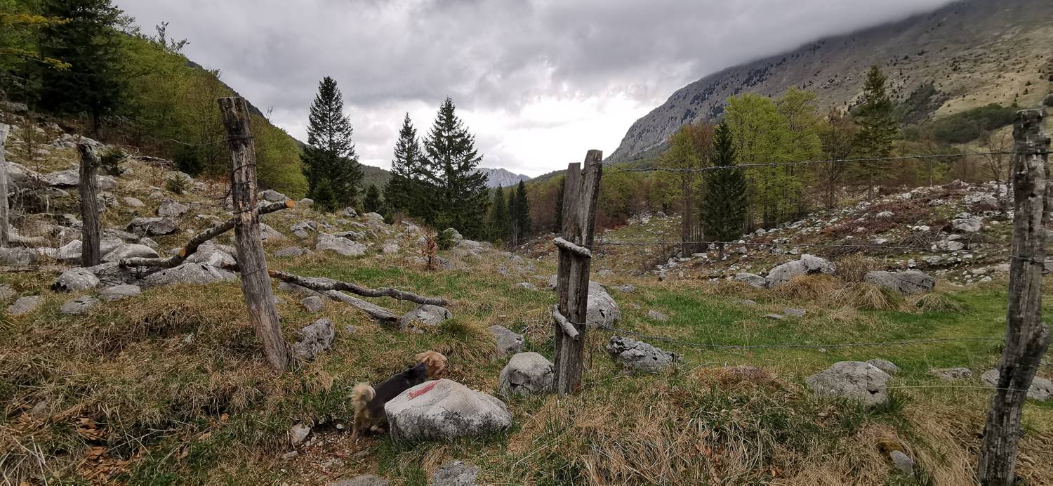 Drežniške Ravne - Planina Zaprikraj slika 35