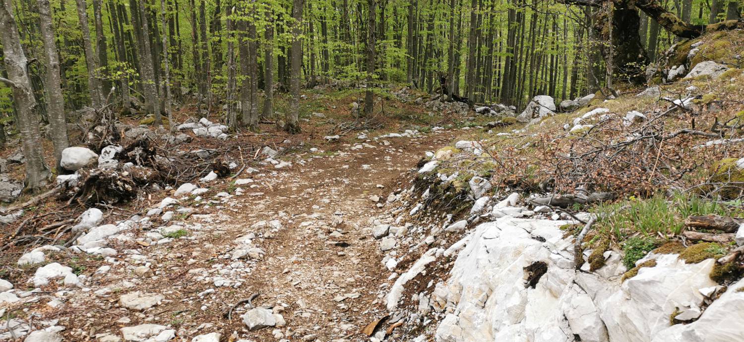 Drežniške Ravne - Planina Zaprikraj slika 38
