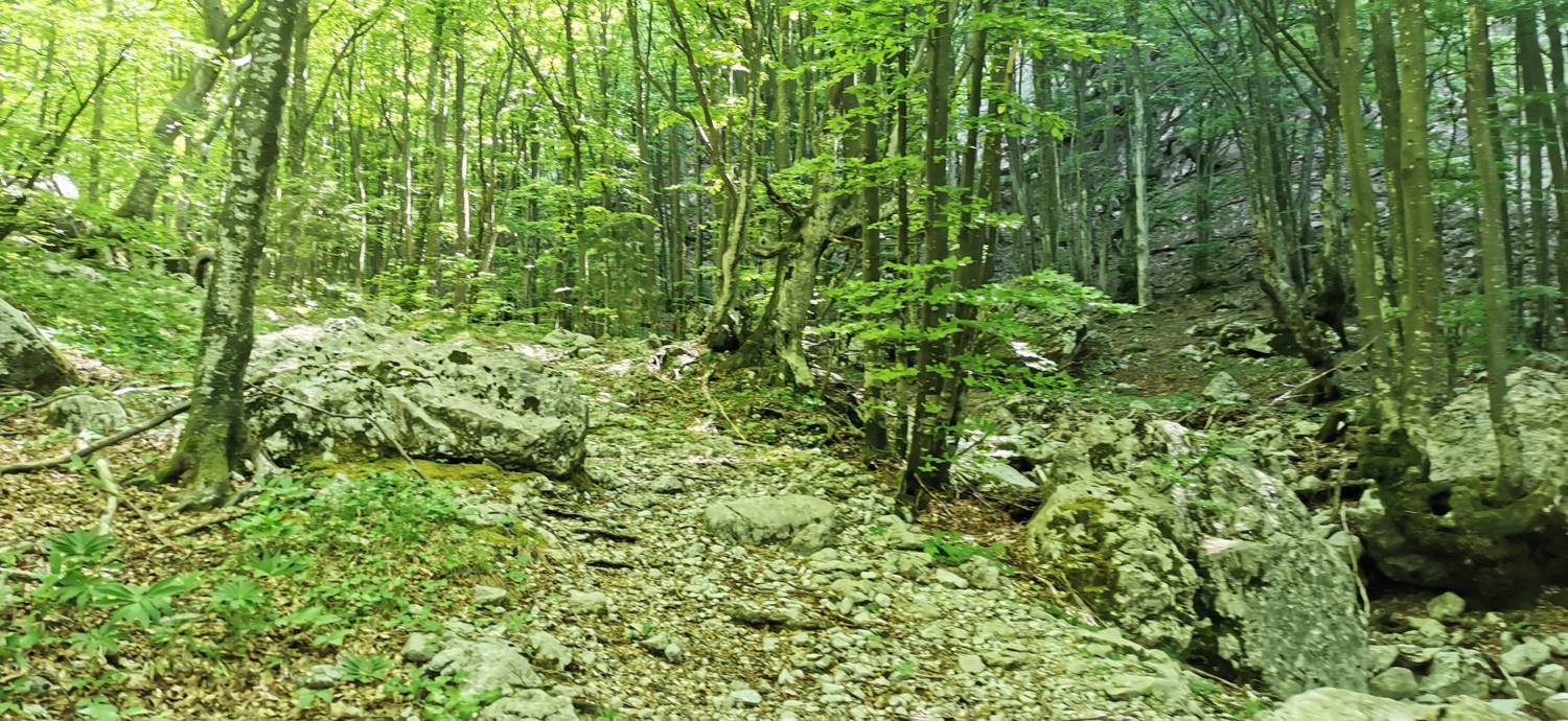Drežnica - Bivak na Črniku slika 37