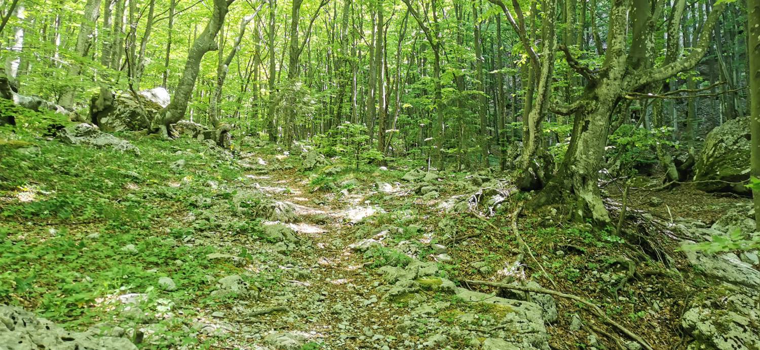 Drežnica - Bivak na Črniku slika 38