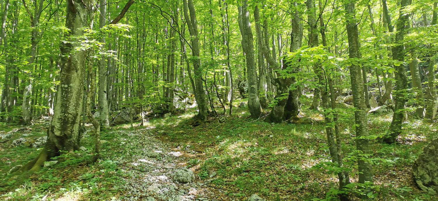 Drežnica - Bivak na Črniku slika 39