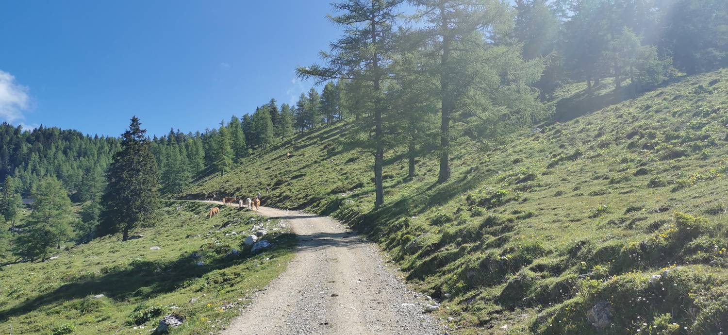 Planina Loka - Koča na Grohatu slika 1