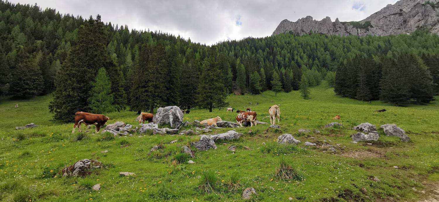 Planina Loka - Koča na Grohatu slika 36