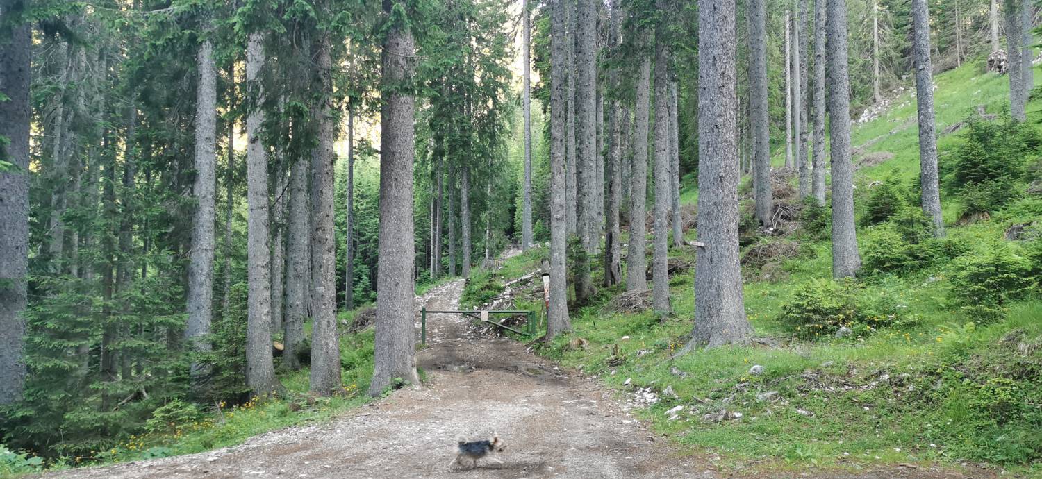 Medvedova konta - Kredarica (Lipanca) slika 1