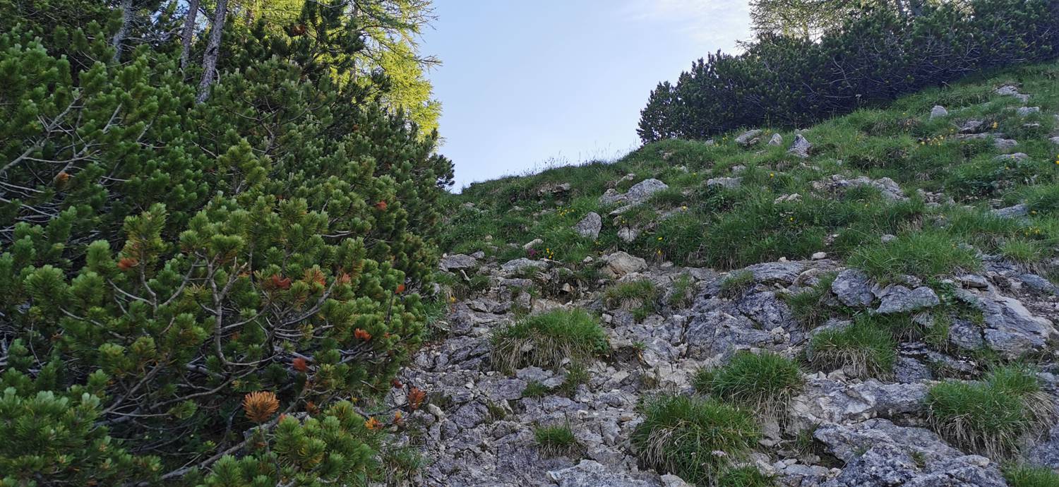 Medvedova konta - Kredarica (Lipanca) slika 26