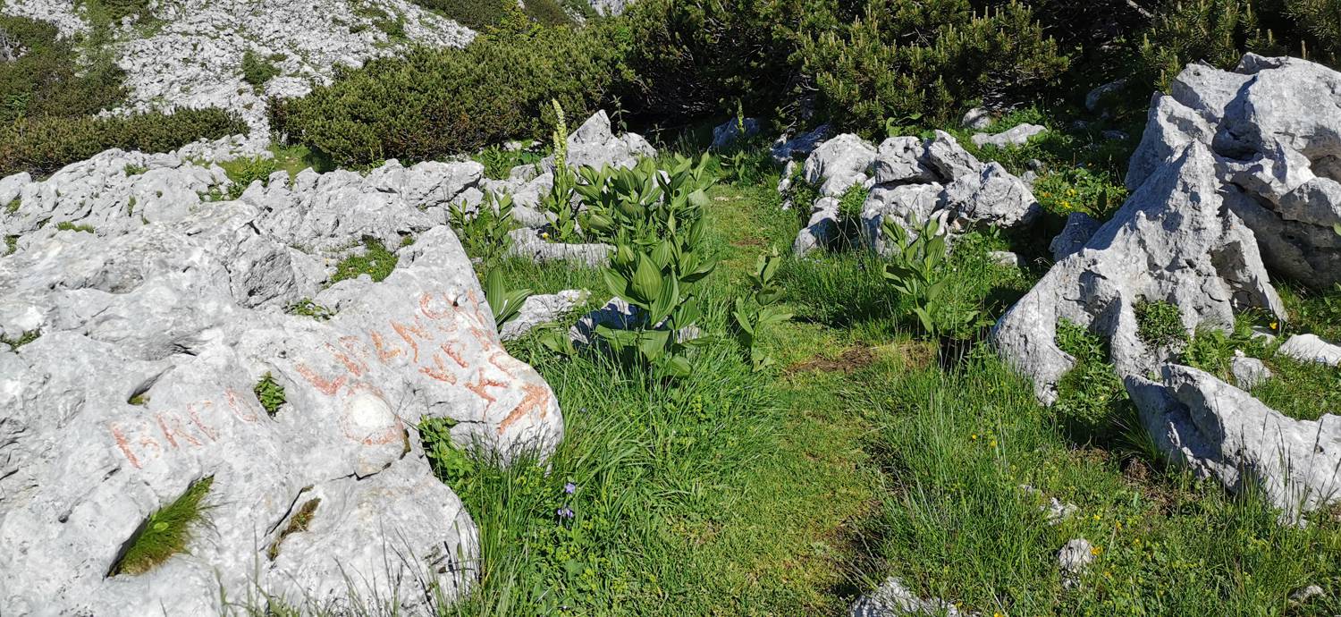 Medvedova konta - Kredarica (Lipanca) slika 35