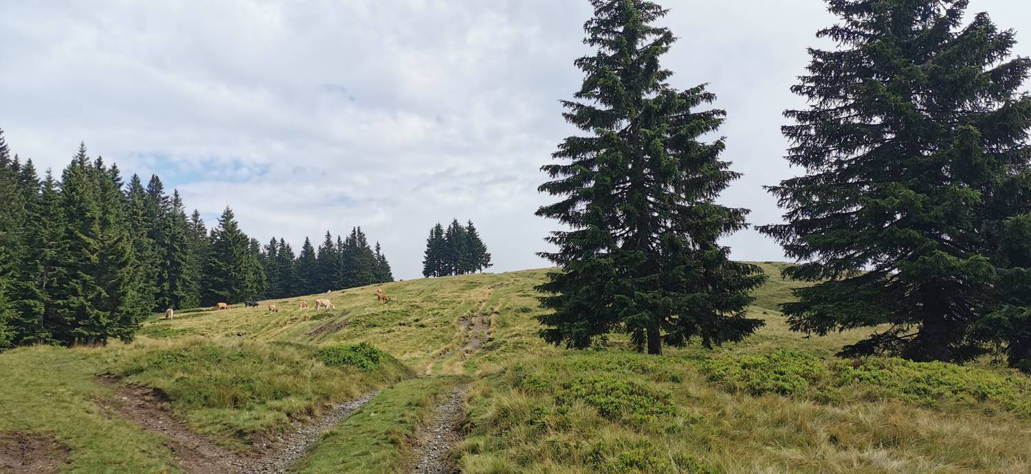 Kolarica - Koča na Travniku slika 9