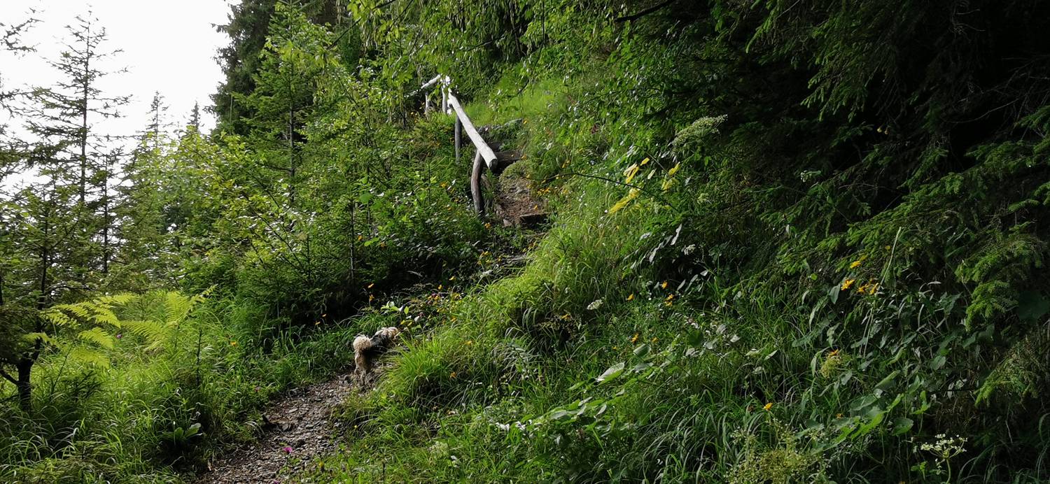 Planinska Ravna - Javorca (Golte) slika 4