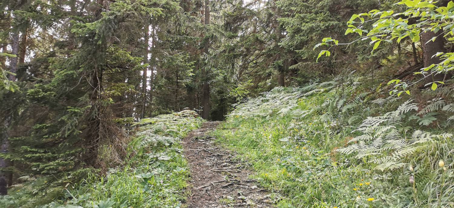 Planinska Ravna - Javorca (Golte) slika 5