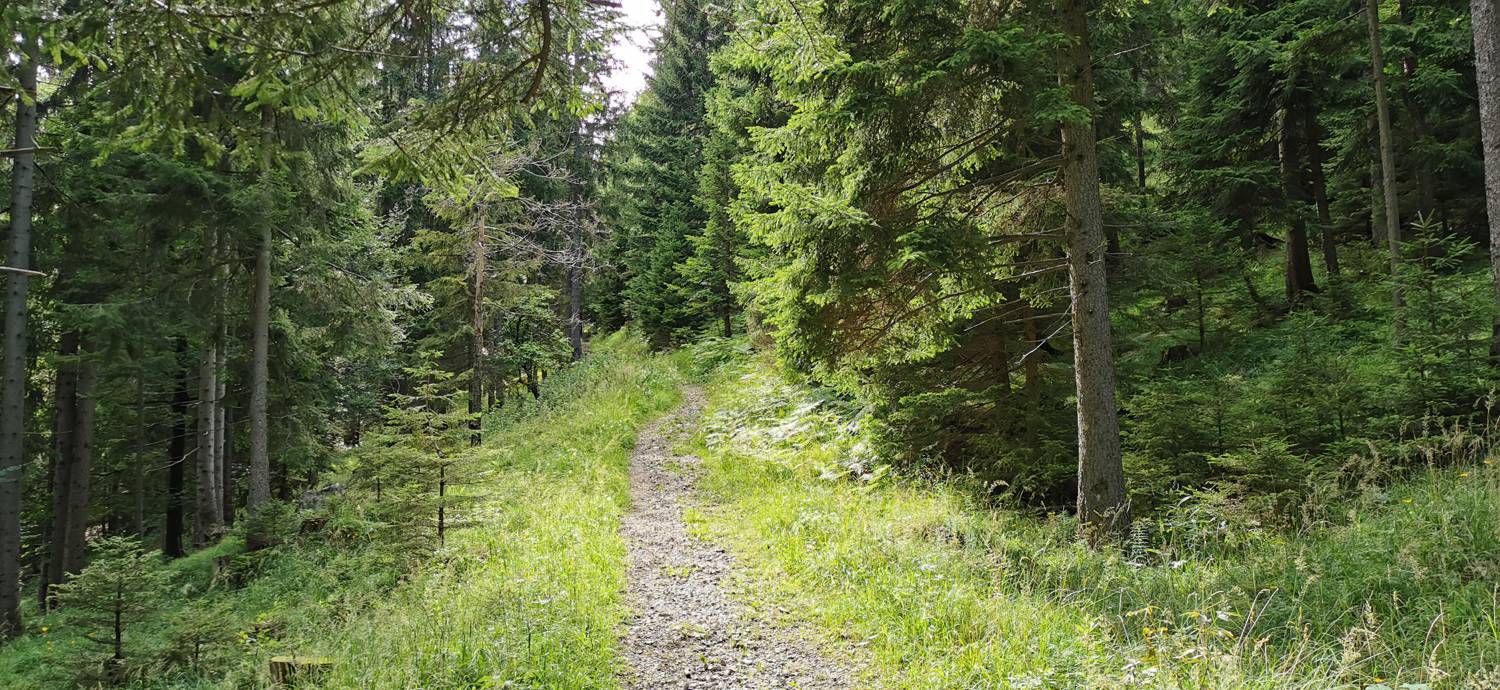 Planinska Ravna - Javorca (Golte) slika 6