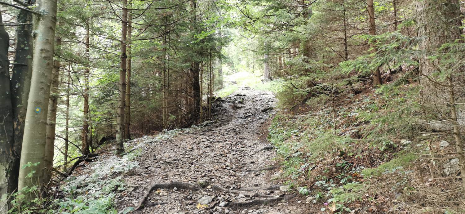 Planinska Ravna - Javorca (Golte) slika 7