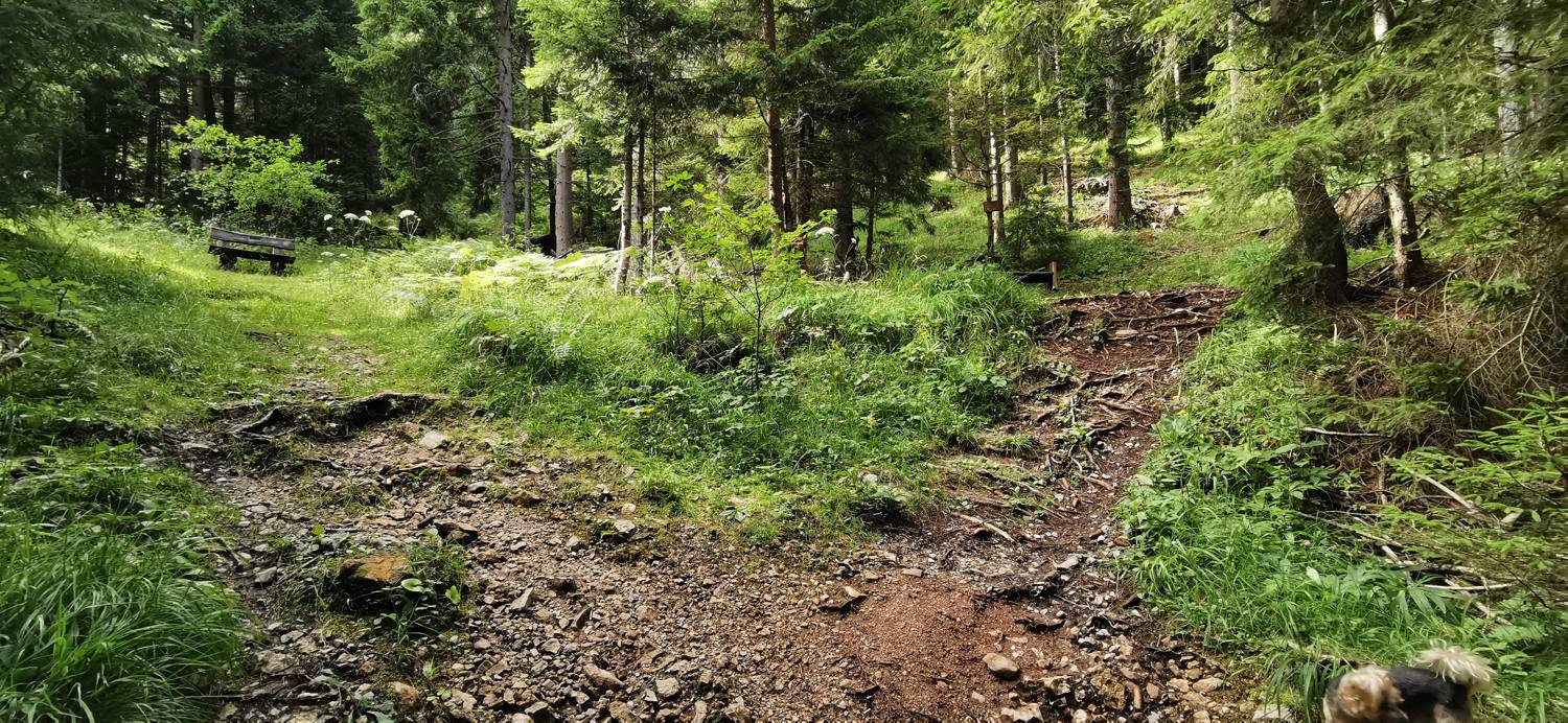 Planinska Ravna - Javorca (Golte) slika 8