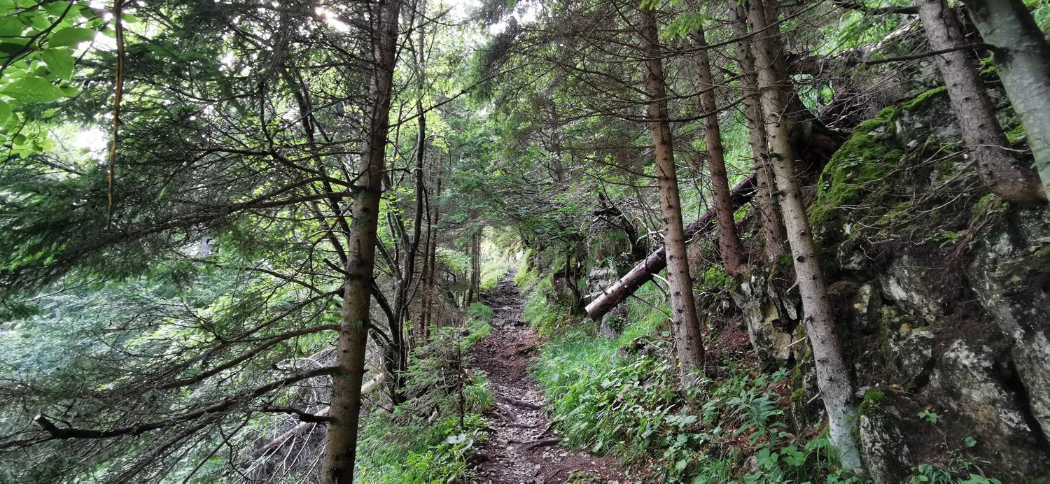 Planinska Ravna - Javorca (Golte) slika 9
