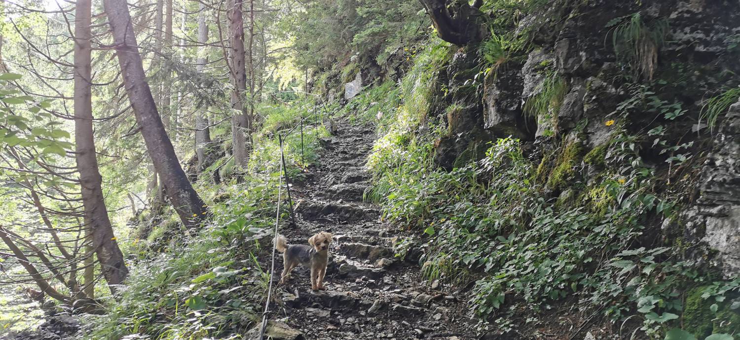 Planinska Ravna - Javorca (Golte) slika 10