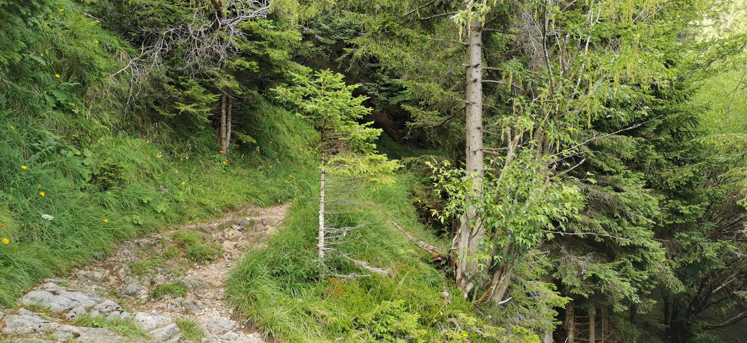 Planinska Ravna - Javorca (Golte) slika 13