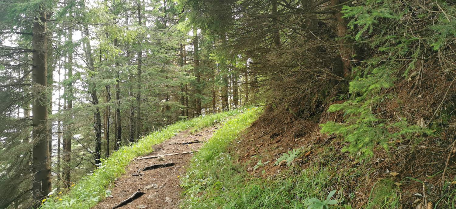 Planinska Ravna - Javorca (Golte) slika 15
