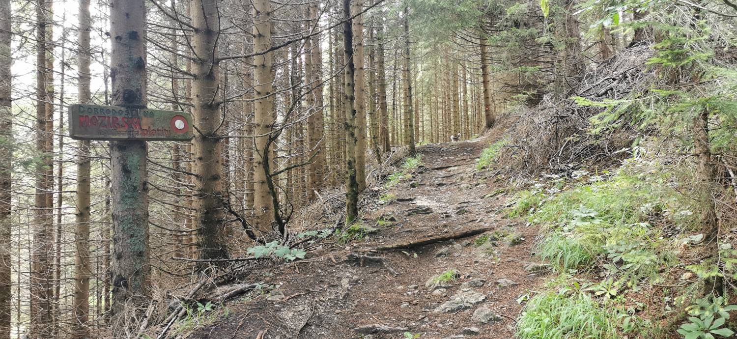 Planinska Ravna - Javorca (Golte) slika 16