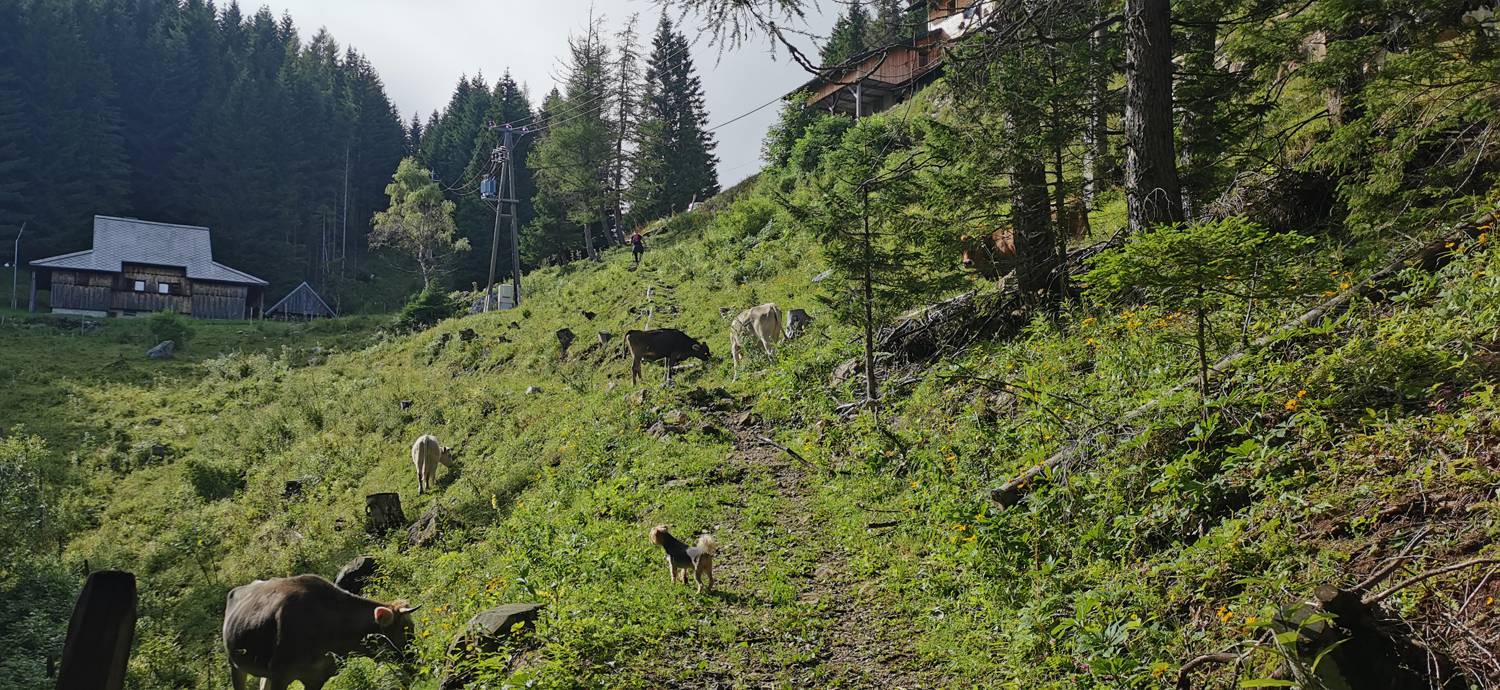 Planinska Ravna - Javorca (Golte) slika 17