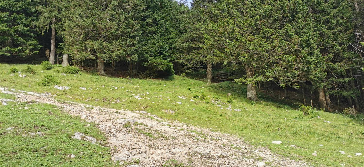 Planinska Ravna - Javorca (Golte) slika 21