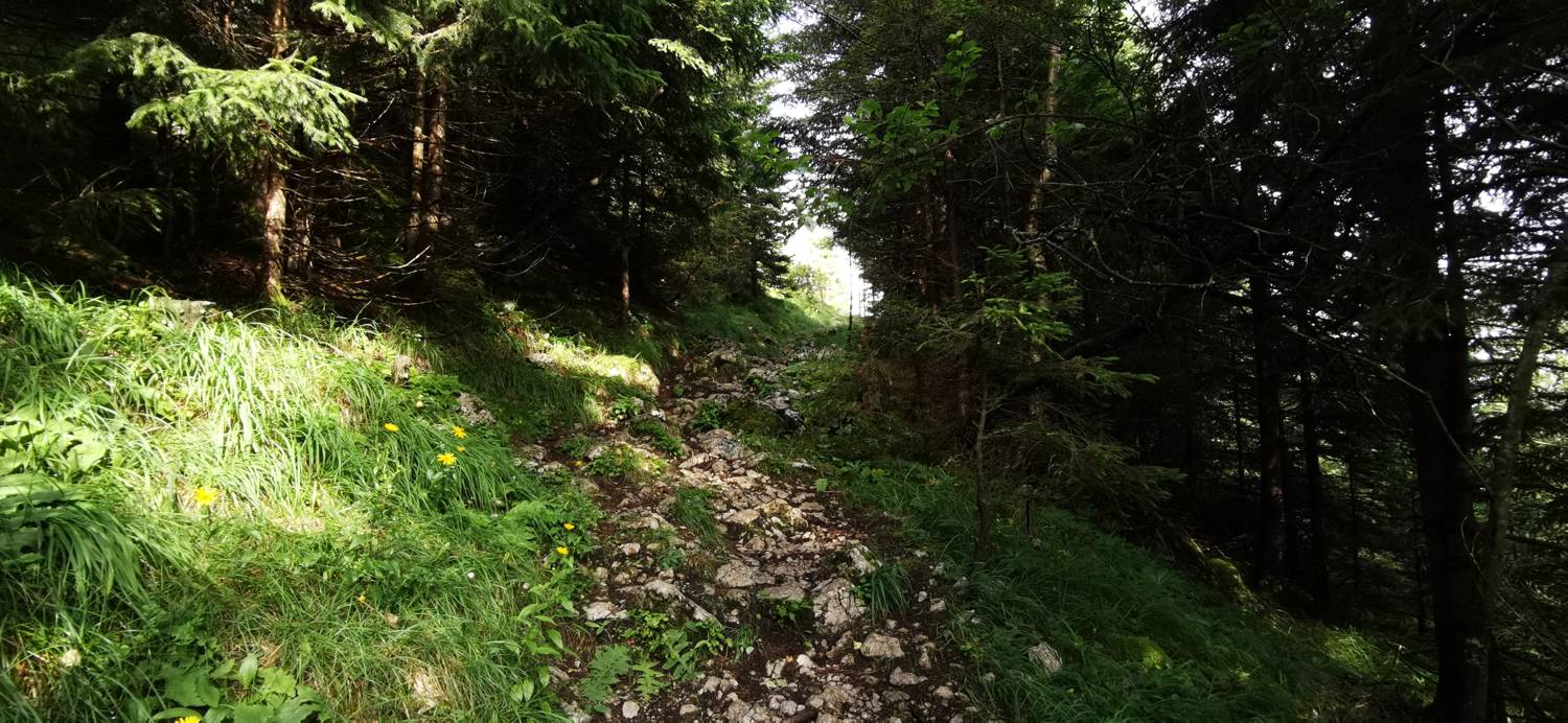 Golte - Javorca (Golte) slika 8